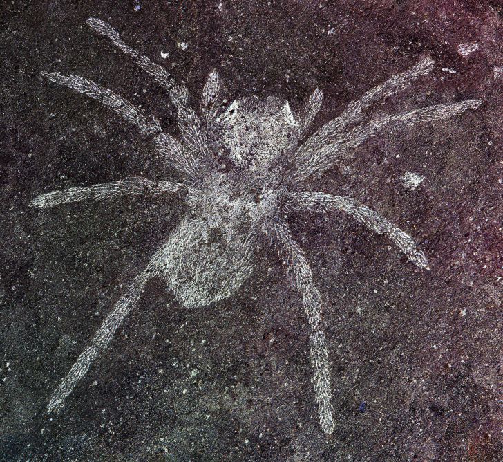 The fossilized spider