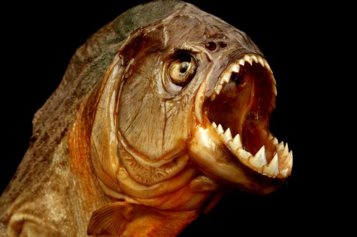 Piranha fish on black background