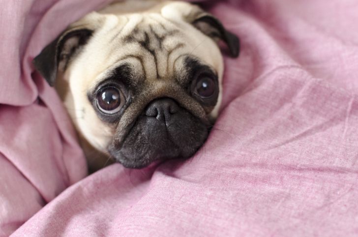 Pug wrapped in a pink blanket