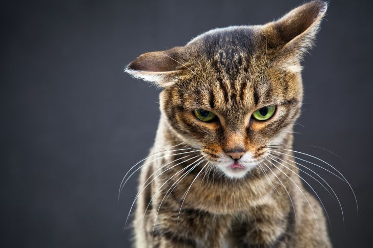 Tabby cat against a gray background