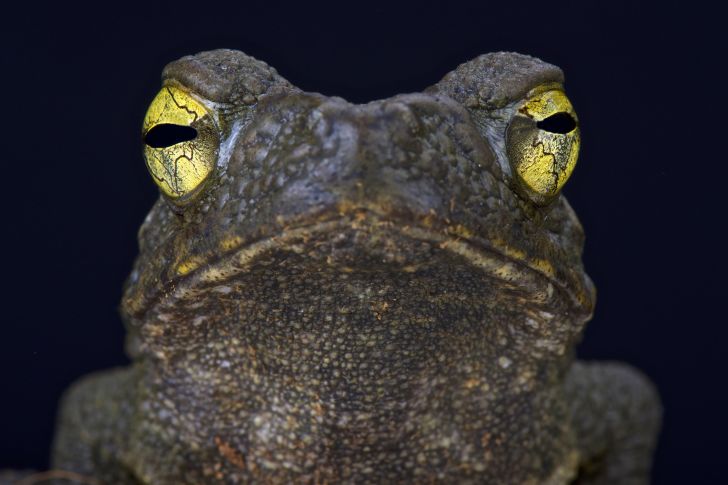 A giant river toad