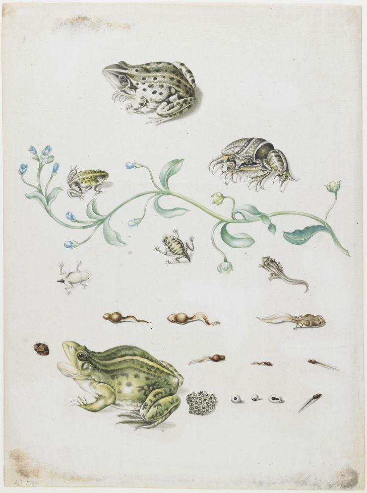 A painting of frogs