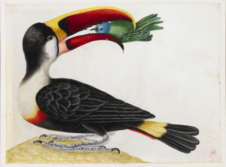 Painting of a toucan eating a smaller bird