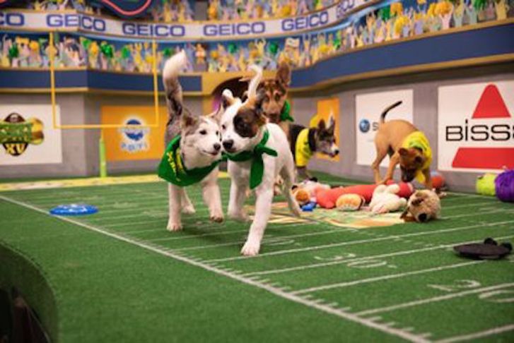 A scene from Puppy Bowl XV