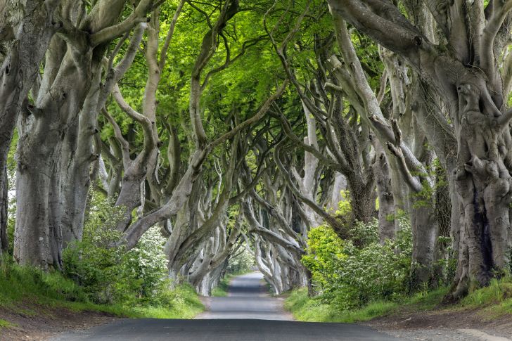 The Dark Hedges