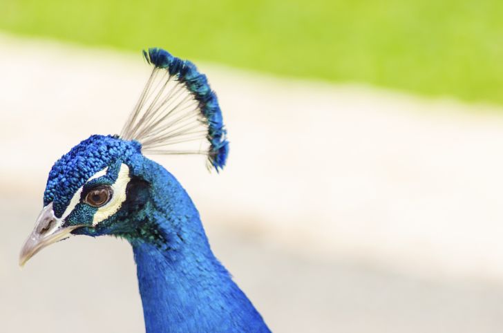 Peacock Crest Peacock Crest