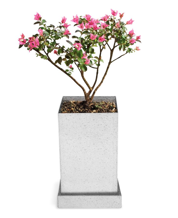 MoMA Design Store Crepe Myrtle Bonsai Growing Kit MoMA Design Store Crepe Myrtle Bonsai Growing Kit