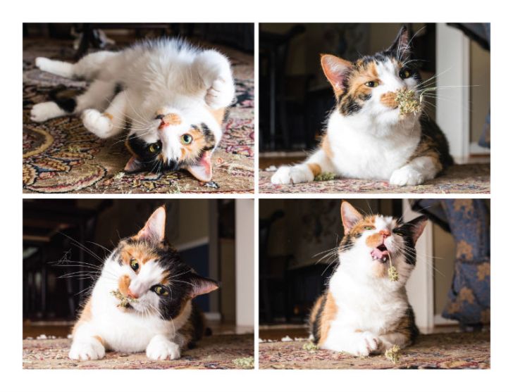 A look at the 'Cats on Catnip' book from Running Press