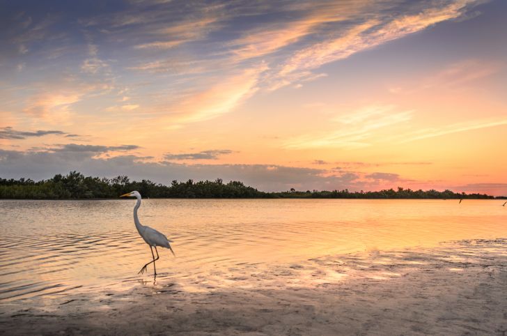 Wading Egret Wading Egret