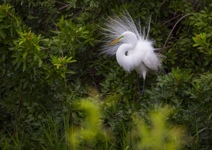 Egret Egret