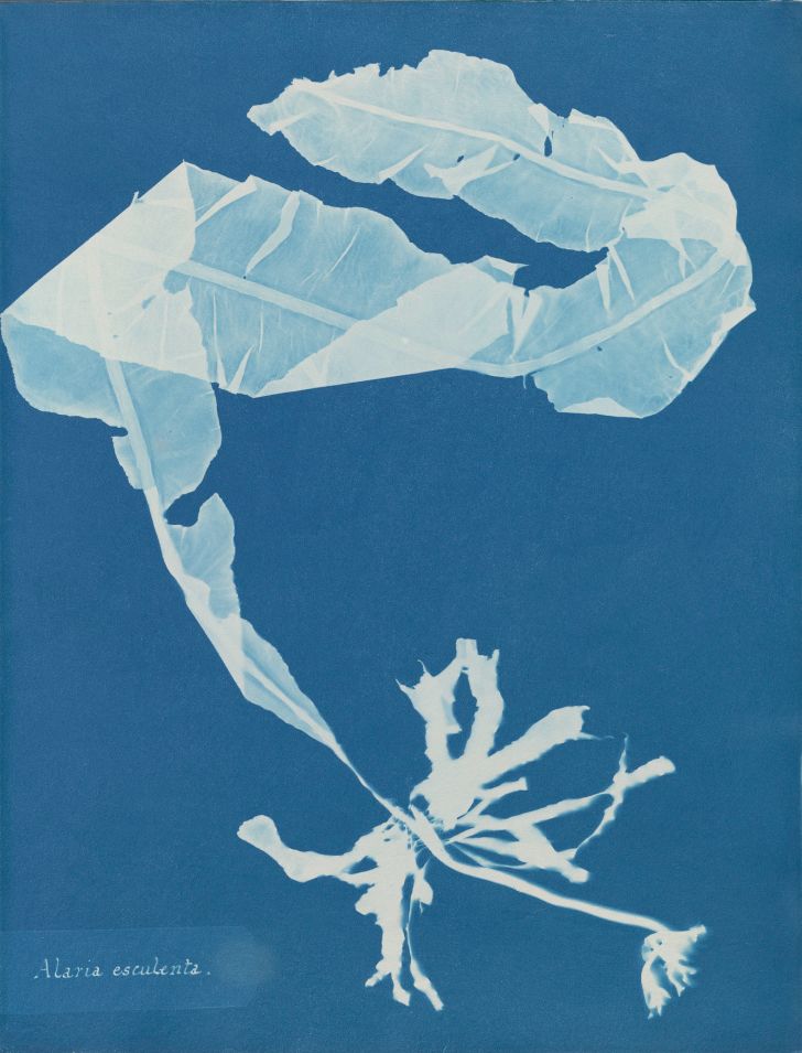 Anna Atkins, Alaria esculenta, in Photographs of British Algae: Cyanotype Impressions Anna Atkins, Alaria esculenta, in Photographs of British Algae: Cyanotype Impressions