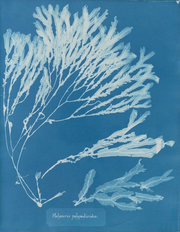 Anna Atkins, Halyseris polypodioides, in Photographs of British Algae: Cyanotype Impressions Anna Atkins, Halyseris polypodioides, in Photographs of British Algae: Cyanotype Impressions
