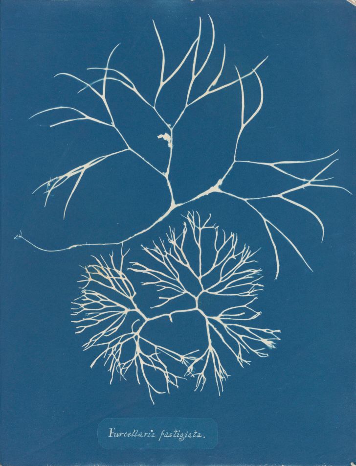 Anna Atkins, Furcellaria fastigiata, in Photographs of British Algae: Cyanotype Impressions Anna Atkins, Furcellaria fastigiata, in Photographs of British Algae: Cyanotype Impressions