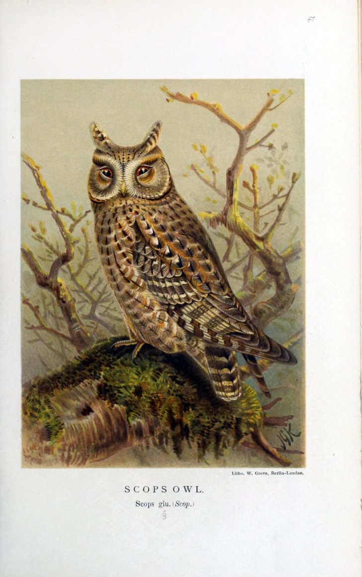 A Victorian illustration of an owl