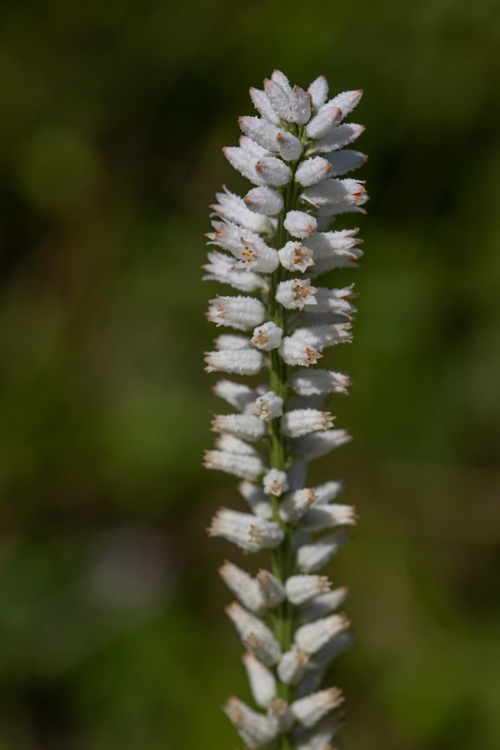 A single unicorn root plant