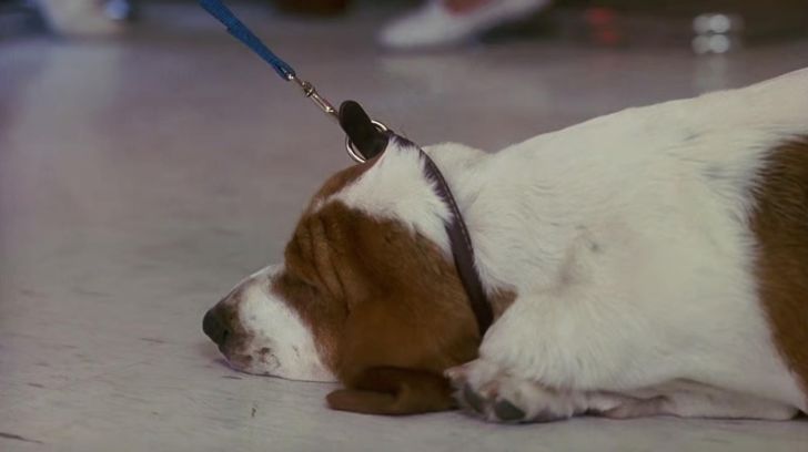 Columbo's dog