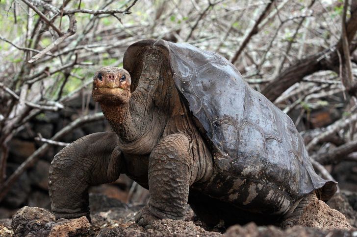 Lonesome George the Pinta Island tortoise.
