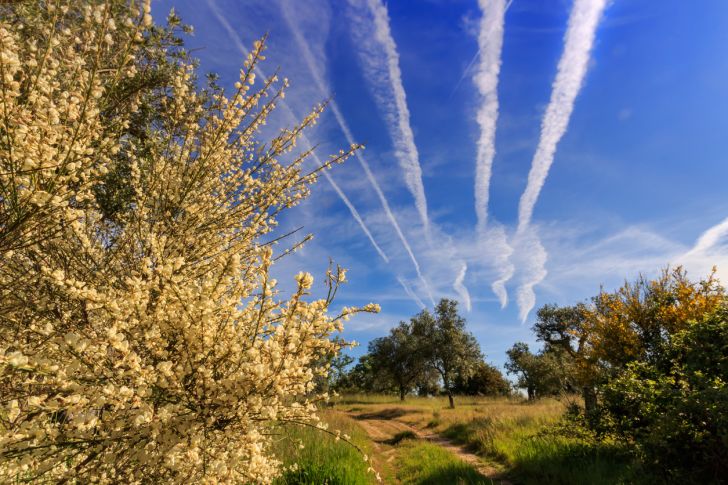 plane exhaust in the sky with a foreground of bushes and trees