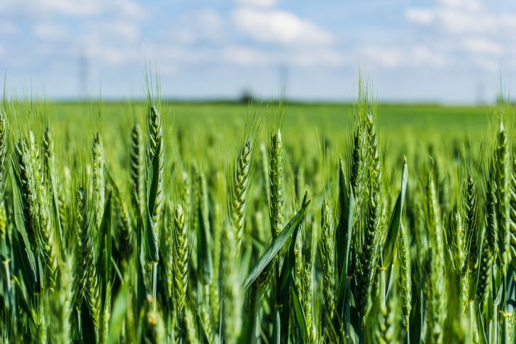 wheat crops growing in a field