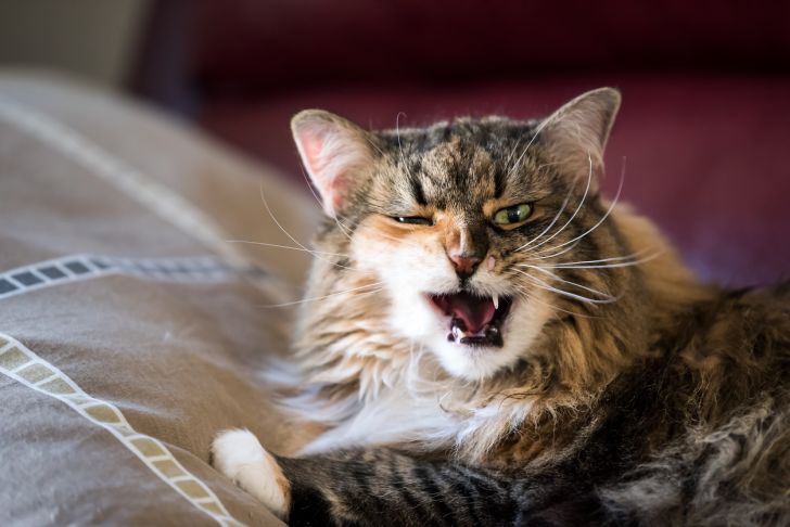 A longhaired cat caught mid-yawn or snarl
