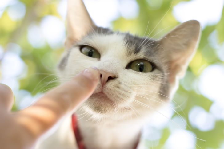 person extending finger to cat's nose