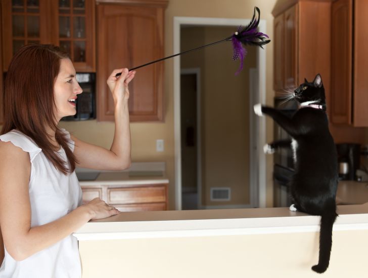 woman, cat, and feather toy
