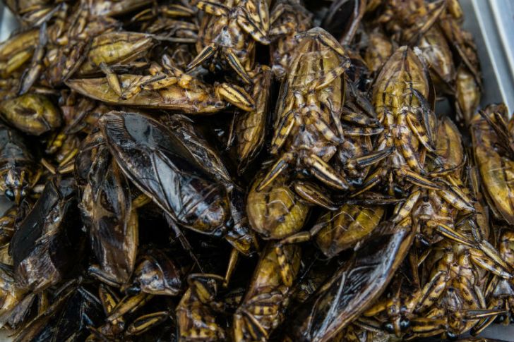 Cockroaches are piled on top of one another