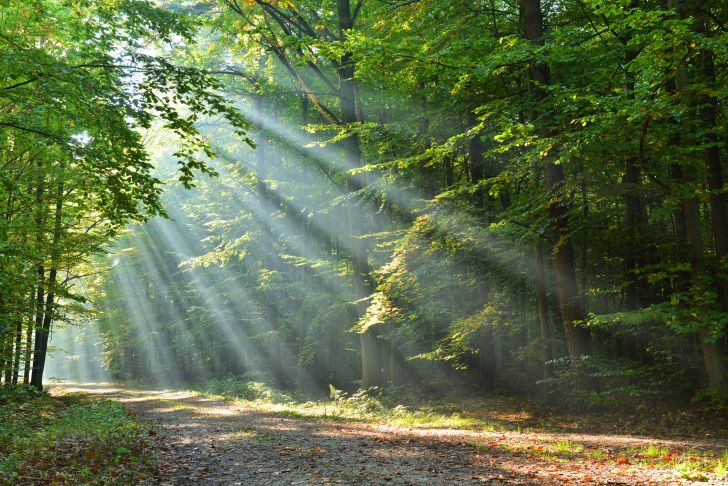 Sun shining in the woods