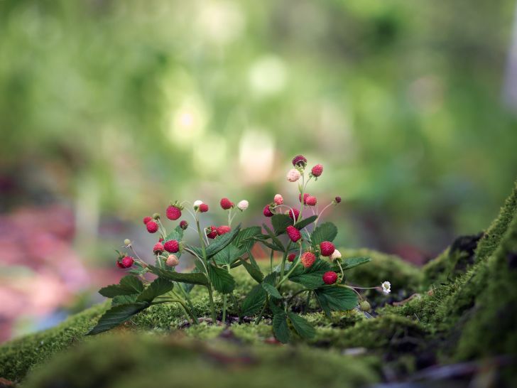 A patch of wild strawberries