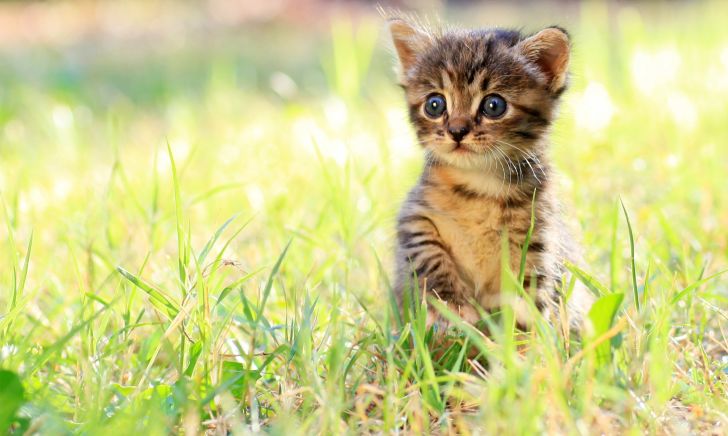 Tiny kitten in grass.