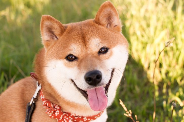 Shiba inu smiling up at the camera.