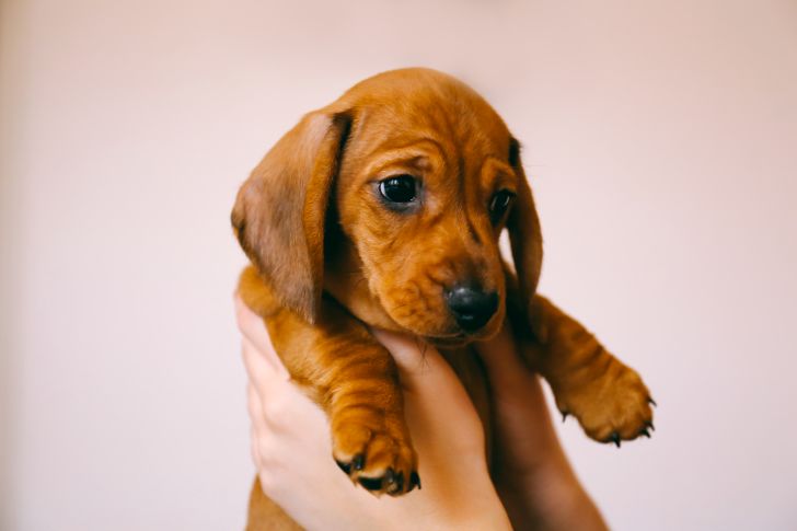 Hands holding a puppy.