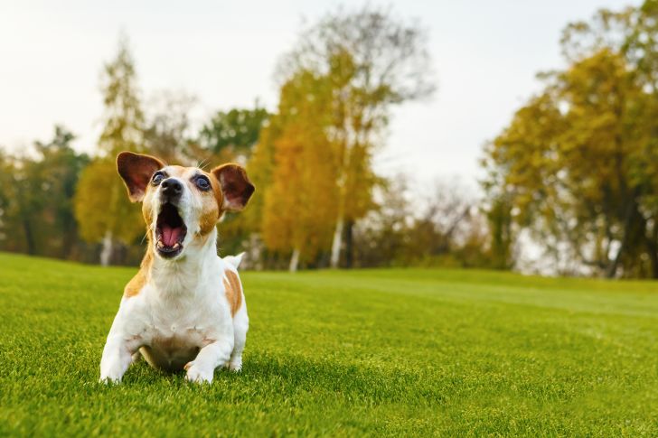 Dog outside barking.