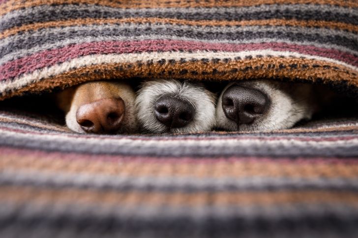 Dog noses poking out beneath blanket.
