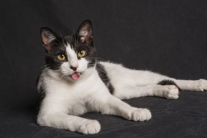 A photo of a cat sticking its tongue out