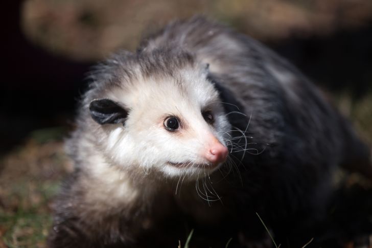 Close-up on opossum's face.