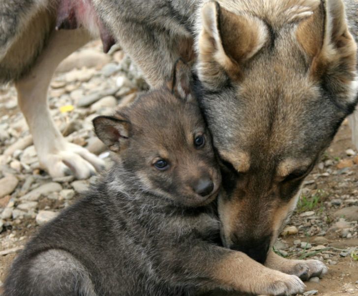 A wolf cub sits next to its mother