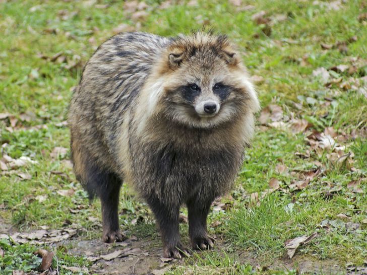 A tanuki dog resembles a raccoon