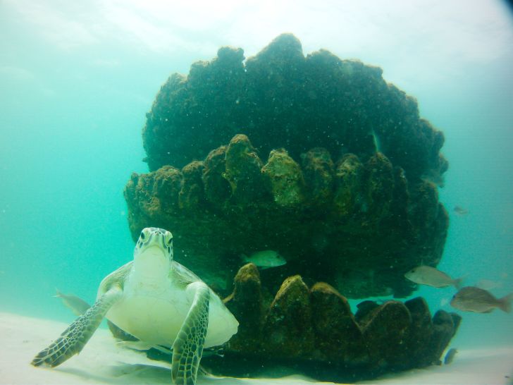 A turtle reef