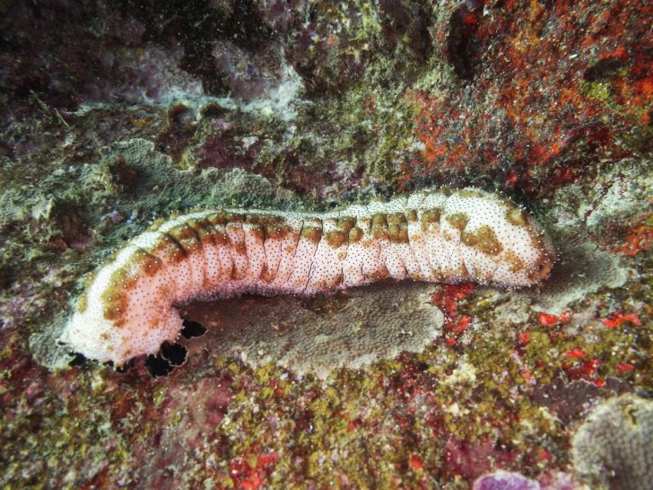 sea cucumber on coral reef