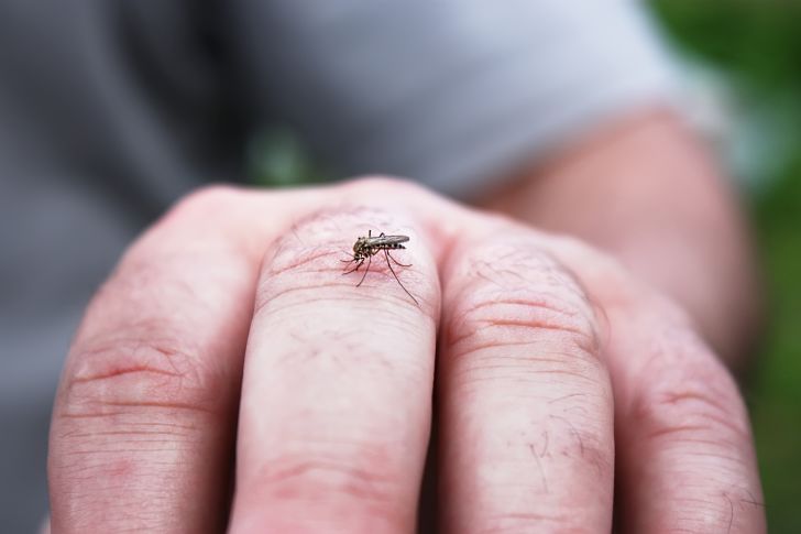 Mosquito biting a man's hand Mosquito biting a man's hand