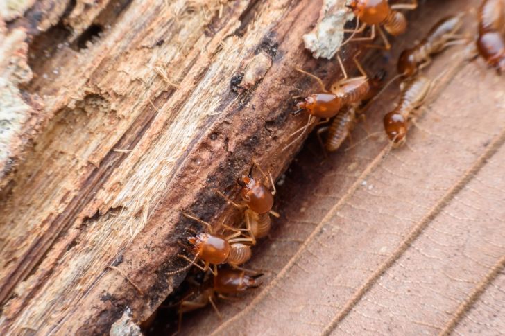 Termites eating rotten wood Termites eating rotten wood