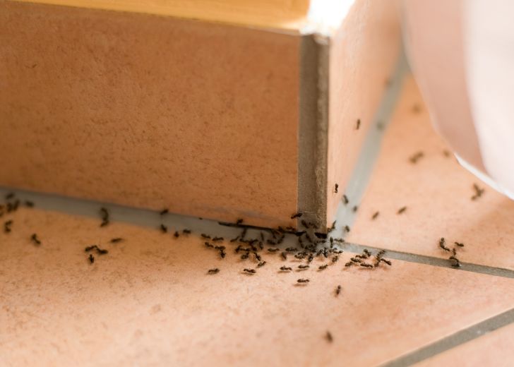 Ants invade a house Ants invade a house