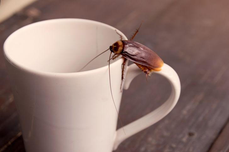 A cockroach on a coffee cup A cockroach on a coffee cup
