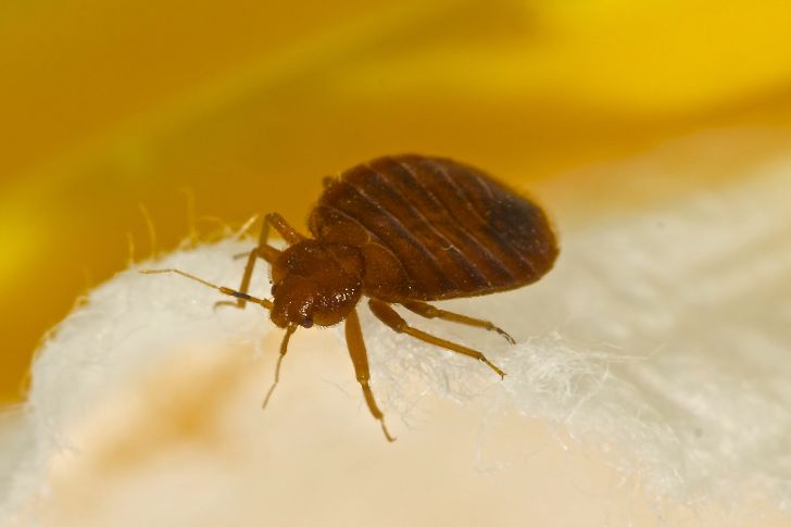 Bed bug on a piece of white fabric Bed bug on a piece of white fabric