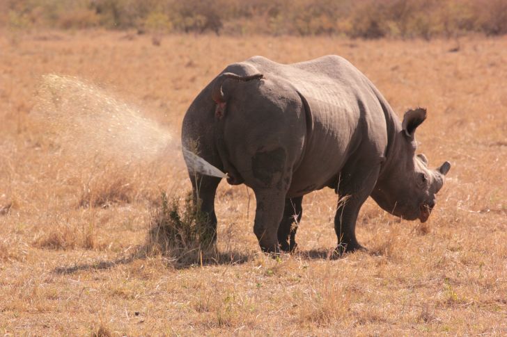 15 Things You Might Not Know About Rhinos | Mental Floss