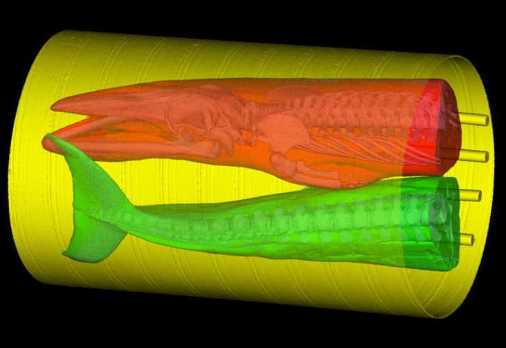 A CT scan of two halves of a dead whale