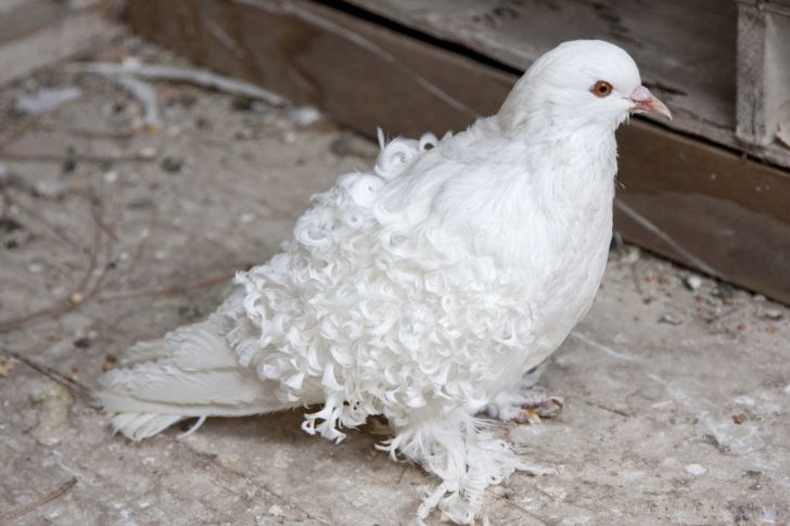 15 Incredible Facts About Pigeons Mental Floss