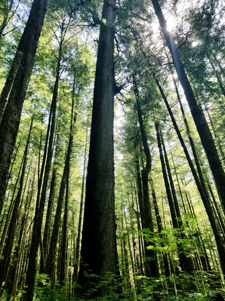 Spruce trees in the Great Bear Rainforest near Klemtu, British Columbia Spruce trees in the Great Bear Rainforest near Klemtu, British Columbia
