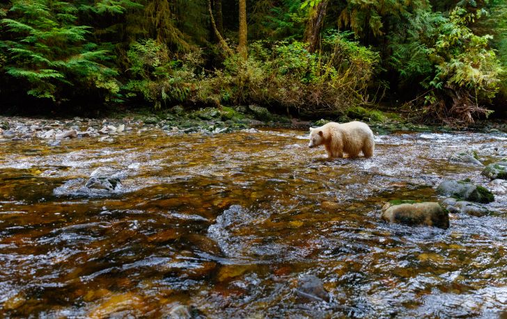 A spirit bear (or Kermode bear) fishes for salmon in the Great Bear Rainforest A spirit bear (or Kermode bear) fishes for salmon in the Great Bear Rainforest